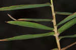 Bearded skeletongrass